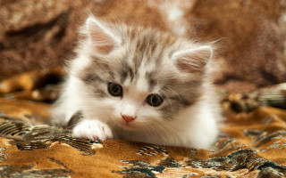 Small kitten blurry rococo cute - a small kitten free wallpaper