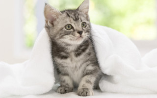 Small kitten white blanket curious - curious free wallpaper
