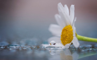 Daisy water droplets green stem - center free wallpaper