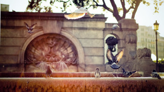 Flock birds fountain park statue - cherryl fountain free wallpaper