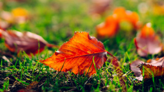 Autumn leaf on grass blurry - the grass free wallpaper