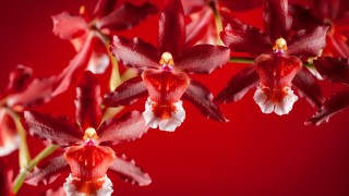 Red flowers white centers macro - a red background behind them free wallpaper