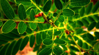 Green leaf macro bokeh blurry - a blurry background of leaves free wallpaper