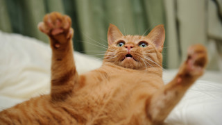 Cat back paws up blue - sharp claw free wallpaper
