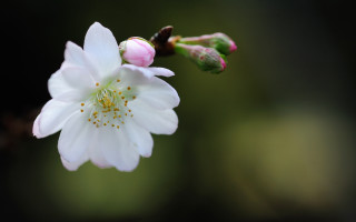 White flower pink center green - the foreground of the image free wallpaper