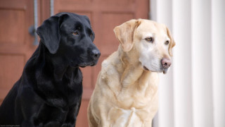 Two dogs door harlem renaissance - the other free wallpaper
