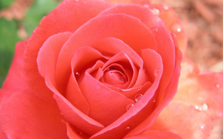 Red rose water droplets macro 27 - a green leafy area in the foreground free wallpaper