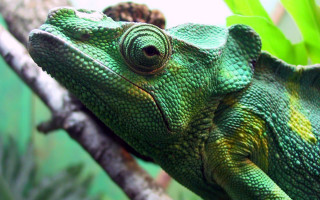 Green chameleon branch tree camera 2 - a branch in a tree free wallpaper