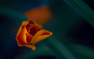Flower closeup blurry petals leaves - anne rigney free wallpaper