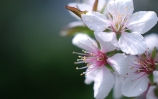 Camellia daisy lily lotus flower - the center of the flower free wallpaper