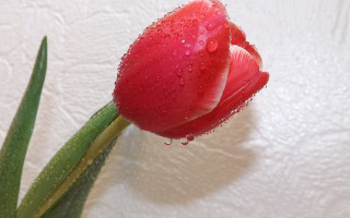 Red flower water droplets green 10 - a red flower free wallpaper