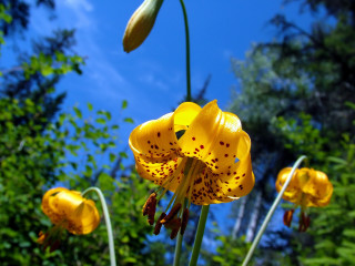 Yellow flower blue sky trees - a yellow flower free wallpaper