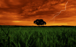 Tree lightning red sky dusk - a red sky behind free wallpaper