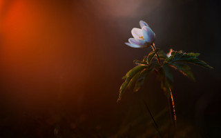 Small white flower green stem - soft free wallpaper