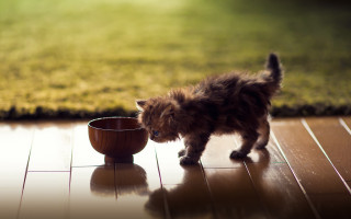 Kitten eating bowl tiltshift blurry - a bowl free wallpaper