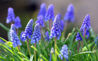 Blue flowers grass macro bracha - pointillism free wallpaper