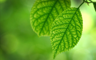 Green leaves forest macro blurry - green background free wallpaper