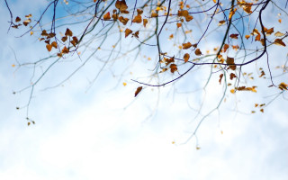 Tree leaves blue sky autumn 2 - a few branch free wallpaper