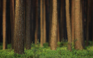 Forest trees green grass bushes - a few bush free wallpaper