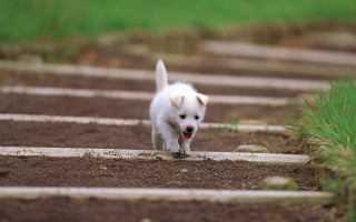 White dog running dirt field - a wooden walkway free wallpaper