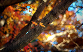 Fall leaf autumn blurry background - a blurry background of leaves free wallpaper