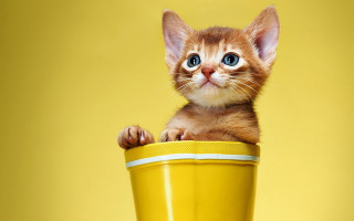 Kitten yellow cup yellow background - a yellow background behind free wallpaper