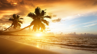 Palm tree beach sunset ocean - felipe seade free wallpaper