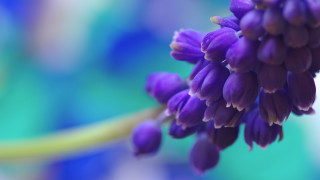 Purple flower blurry background macro 4 - bracha l. ettinger free wallpaper