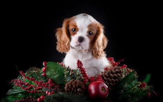 Dog christmas berries ornaments flower - elke vogelsang free wallpaper