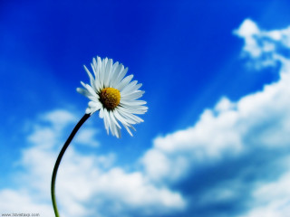 Daisy blue sky clouds foreground 7 - a single daisy free wallpaper