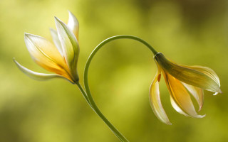 Closeup two flowers blurry background - two flower free wallpaper