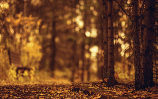 Forest bench autumn leaves shallow - the ground and trees free wallpaper