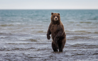 Brown bear beach ocean water - a sky background and a body of water free wallpaper