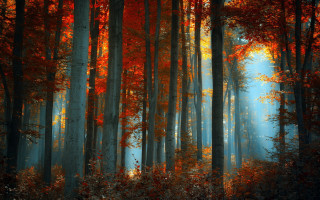 Forest leaves sunlight autumn nature - a painting of a forest free wallpaper
