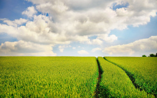 Green field sky clouds trail - green grass free wallpaper for desktop