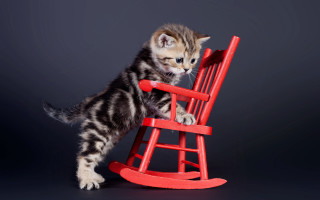 Kitten rockingchair folkart stilllife animal - the chair free wallpaper