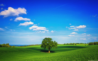 Lone tree green field blue 3 - beautiful landscape free wallpaper