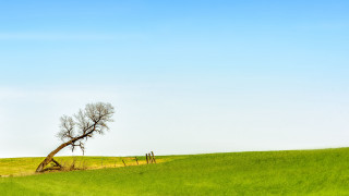 Lone tree grassy field fence - in the foreground free wallpaper