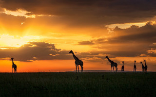 Giraffes sunset field clouds wildlife - arthur quartley free wallpaper