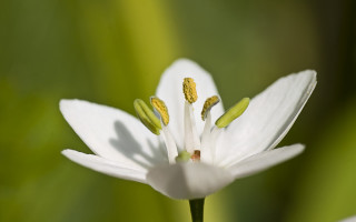White flower yellow stamens green 5 - domirinic fegallia free wallpaper