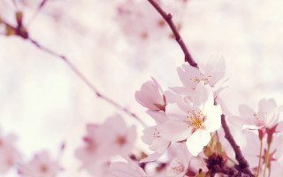 Tree white flowers clouds blurry - branch and a sky background free wallpaper