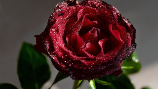 Red rose water droplets gothic 16 - anne dunn free wallpaper