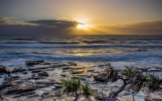 Sunset ocean rocks palm trees - elizabeth durack free wallpaper