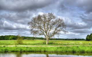 Tree field water path nature - a grassy field free wallpaper