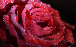 Red rose water droplets macro 35 - a red rose free wallpaper for desktop