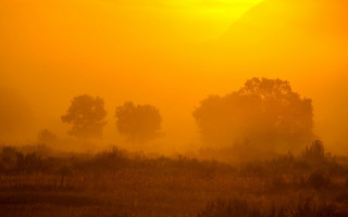 Field trees yellow sky clouds - a yellow sky in the background free wallpaper