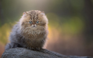 Fluffy cat rock surprised big - a microscopic photo free wallpaper