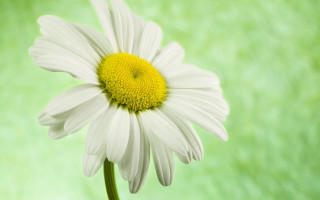 White daisy yellow center green - a yellow center free wallpaper