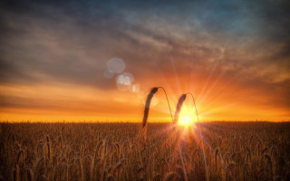 Wheat field sunset clouds matte - the cloud free wallpaper