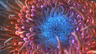 Blue rose hydrangea petals blurry - a blue center free wallpaper